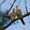 Collared Dove